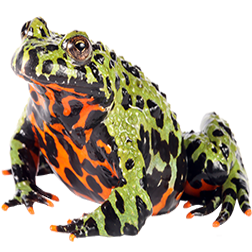  Fire-bellied Toads